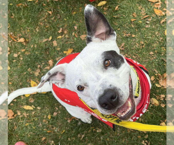 Medium Photo #12 American Pit Bull Terrier-Unknown Mix Puppy For Sale in Grafton, WI, USA