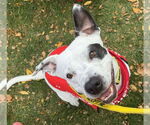 Small #14 American Pit Bull Terrier Mix