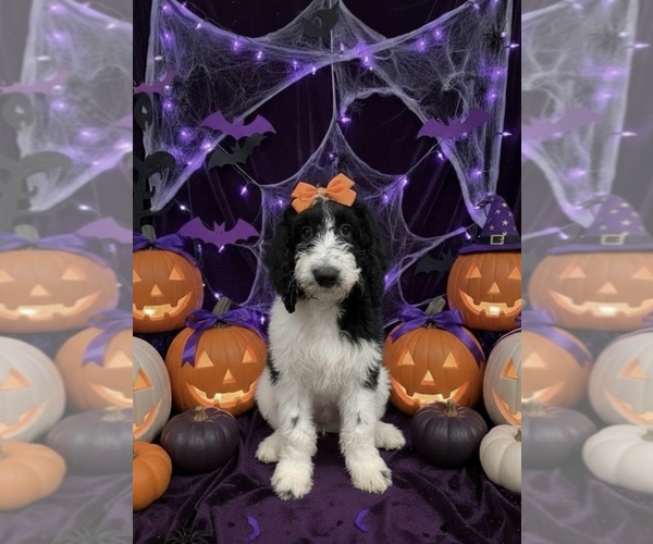 Medium Photo #1 Bernedoodle Puppy For Sale in MENIFEE, CA, USA