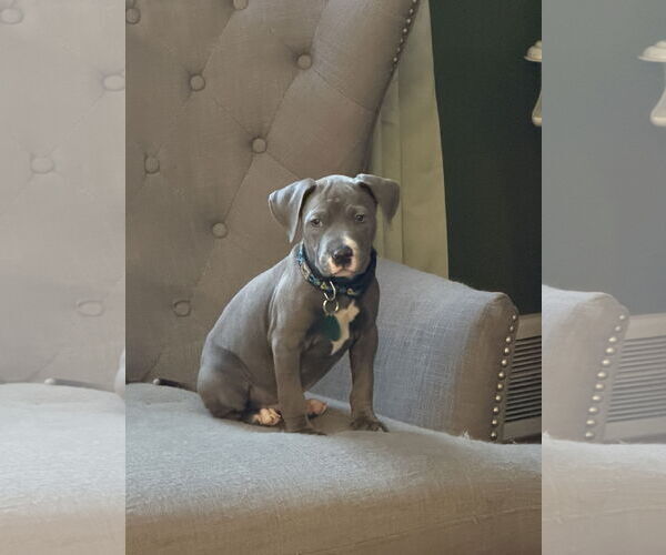 Medium Photo #4 Mutt Puppy For Sale in St. Louis Park, MN, USA