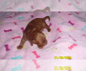 Poodle (Toy) Puppy for sale in DULUTH, GA, USA
