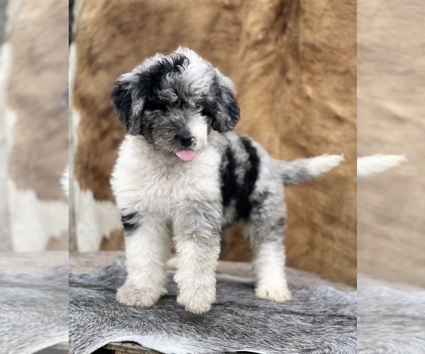 Medium Photo #1 F2 Aussiedoodle Puppy For Sale in WESLEY CHAPEL, FL, USA