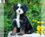 Small #1 Bernedoodle (Miniature)