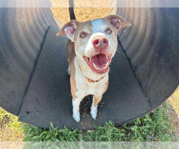 Medium Photo #2 Mutt Puppy For Sale in McKinleyville, CA, USA