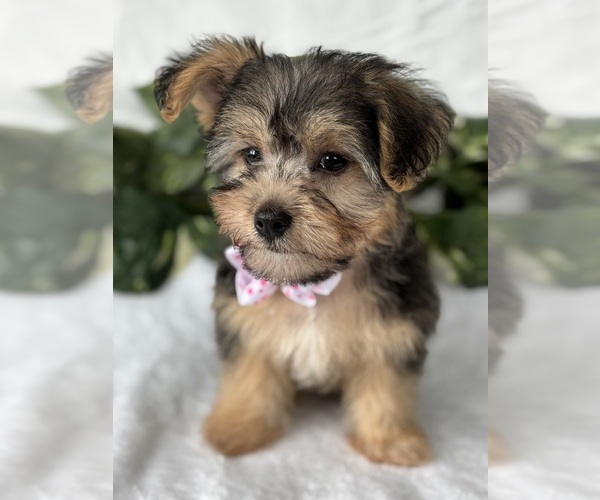 Medium Photo #2 Morkie Puppy For Sale in ROCK STREAM, NY, USA
