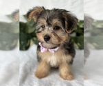 Small #1 Morkie