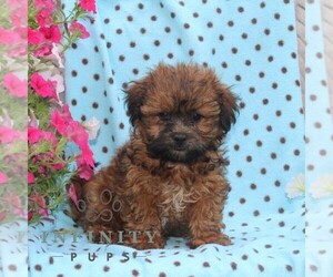 Zuchon Puppy for sale in RISING SUN, MD, USA