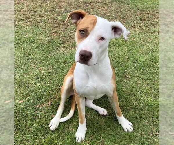Medium Photo #1 American Pit Bull Terrier Puppy For Sale in Irvine, CA, USA