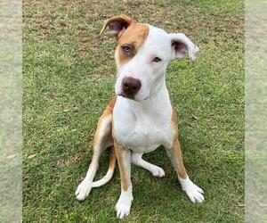 Medium American Pit Bull Terrier