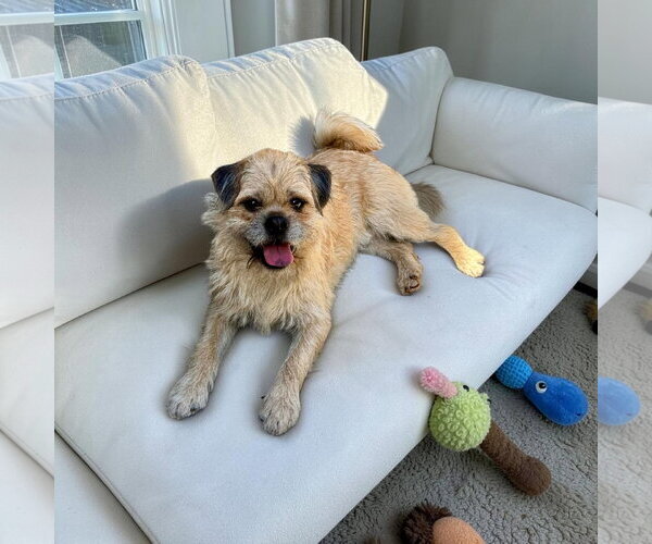 Medium Photo #1 Brussels Griffon Puppy For Sale in Menifee, CA, USA