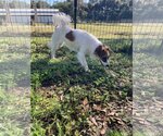 Small Photo #15 Papshund Puppy For Sale in Palatka, FL, USA