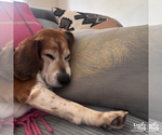 Small #10 Beagle
