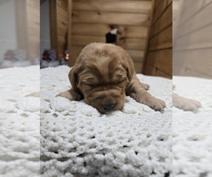 Labradoodle Puppy for sale in WILLIAMSTOWN, KY, USA