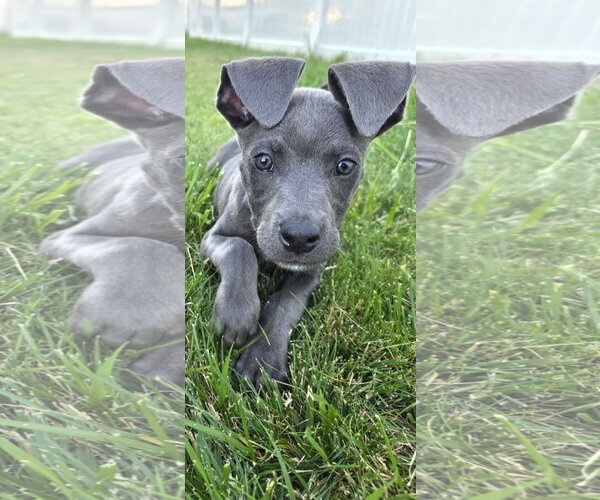 Medium Photo #4 American Pit Bull Terrier-Unknown Mix Puppy For Sale in Sandy, UT, USA