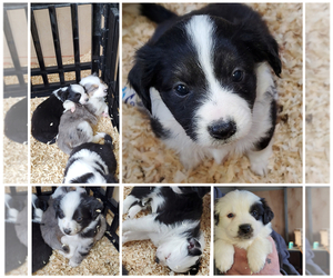 Miniature Australian Shepherd Puppy for sale in ADAIR VILLAGE, OR, USA