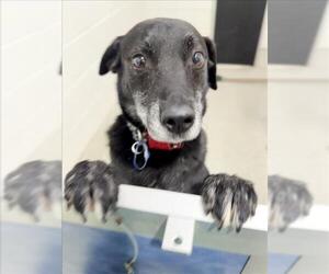 Labrador Retriever Dogs for adoption in Fort Collins, CO, USA