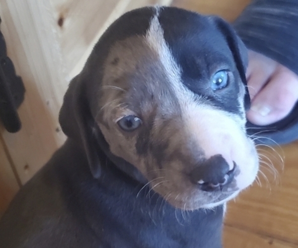 Medium Photo #5 Catahoula Leopard Dog Puppy For Sale in WADDY, KY, USA