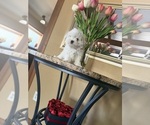 Puppy 2 Maltese
