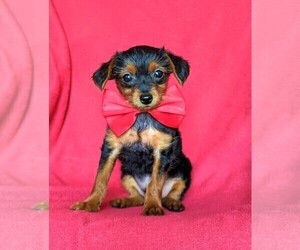 YorkiePoo Puppy for sale in NOTTINGHAM, PA, USA