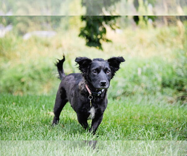Medium Photo #3 Colonial Cocker Spaniel-Unknown Mix Puppy For Sale in Sandy, UT, USA