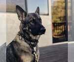 Small Photo #1 German Shepherd Dog Puppy For Sale in OJAI, CA, USA
