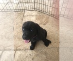 Small Photo #27 Labrador Retriever Puppy For Sale in CAPE CORAL, FL, USA