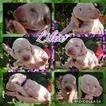 Small Photo #1 Labradoodle Puppy For Sale in ARIEL, MS, USA