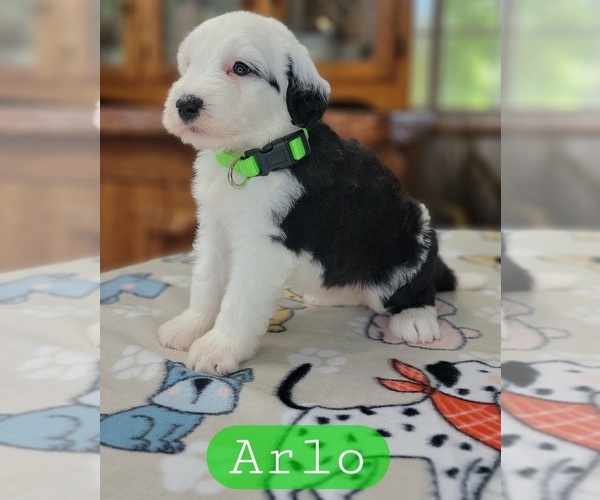 Medium Photo #2 Sheepadoodle Puppy For Sale in GOLDEN CITY, MO, USA