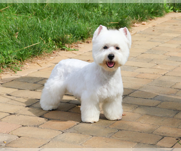 Medium Photo #1 West Highland White Terrier Puppy For Sale in SYRACUSE, IN, USA