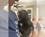 Small Photo #69 Aussiedoodle Puppy For Sale in LONGWOOD, FL, USA