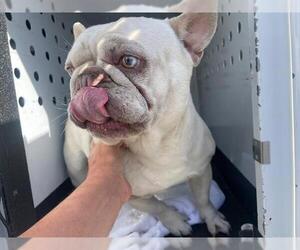 French Bulldog Dogs for adoption in Orange, CA, USA