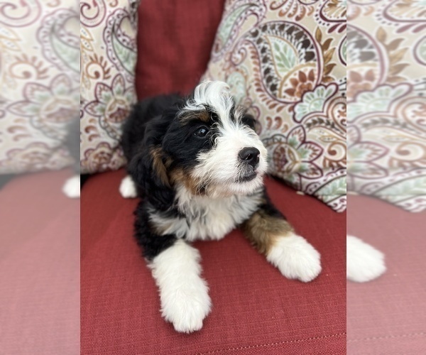 Medium Photo #4 Bernedoodle (Miniature) Puppy For Sale in SOUTH ORANGE, NJ, USA