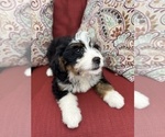 Small Photo #4 Bernedoodle (Miniature) Puppy For Sale in SOUTH ORANGE, NJ, USA