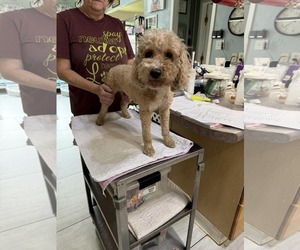 Cavapoo (Miniature) Dogs for adoption in Benton, LA, USA