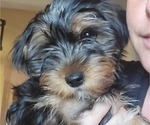 Small Photo #1 Yorkshire Terrier Puppy For Sale in NORTHGLENN, CO, USA