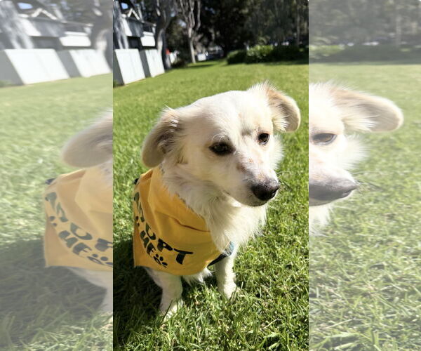 Medium Photo #2 Cardigan Welsh Corgi-Dachshund Mix Puppy For Sale in Lake Elsinore, CA, USA