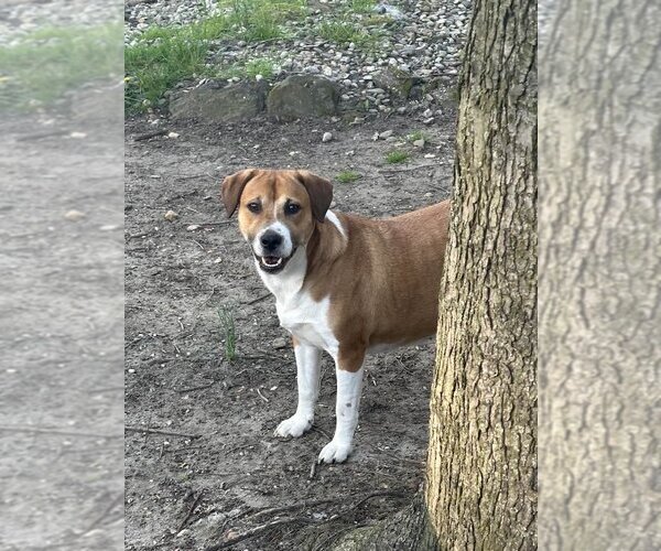 Medium Photo #2 Mutt Puppy For Sale in Jackson Township, NJ, USA