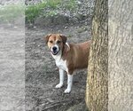 Small #1 Mutt