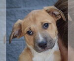 Small #6 Mutt