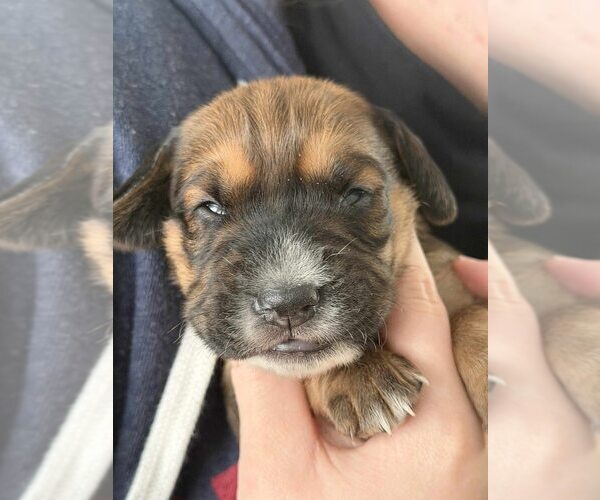 Medium Photo #1 Beagle-Unknown Mix Puppy For Sale in New York, NY, USA