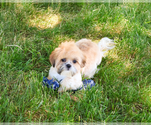 Medium Photo #8 Shih Tzu Puppy For Sale in SYRACUSE, IN, USA