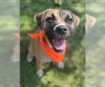 Small #1 Boxer Mix