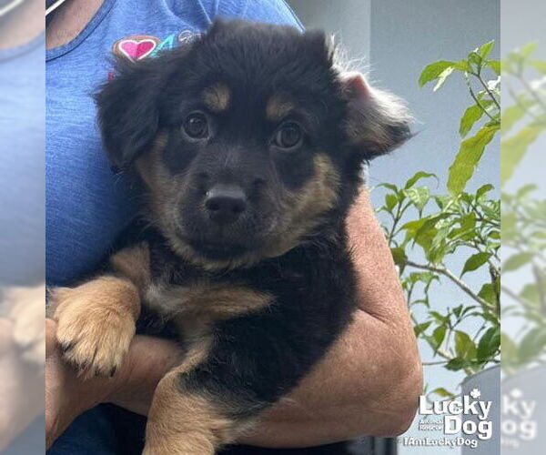 Medium Photo #4 Feist Terrier-Retriever  Mix Puppy For Sale in Washington, DC, USA