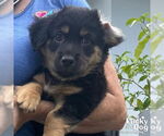 Small #3 Feist Terrier-Retriever  Mix