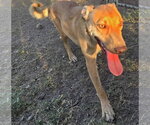 Small #16 American Pit Bull Terrier-Labrador Retriever Mix