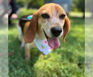 Beagle-Unknown Mix Dogs for adoption in Warrenton, VA, USA
