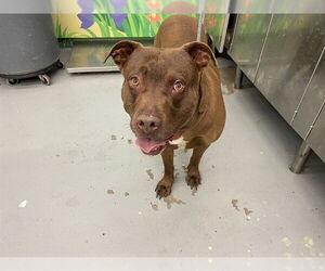 Labrador Retriever-Unknown Mix Dogs for adoption in Waco, TX, USA