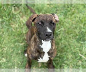 American Pit Bull Terrier Dogs for adoption in Tulsa, OK, USA