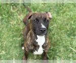 Small American Pit Bull Terrier