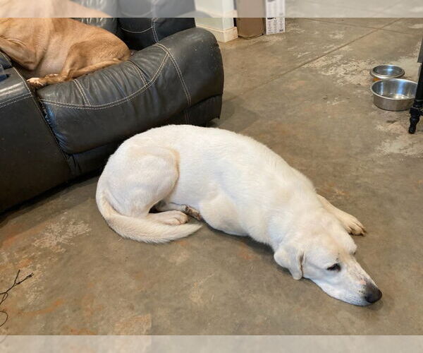 Medium Photo #2 Anatolian Pyrenees Puppy For Sale in Winter Park, CO, USA